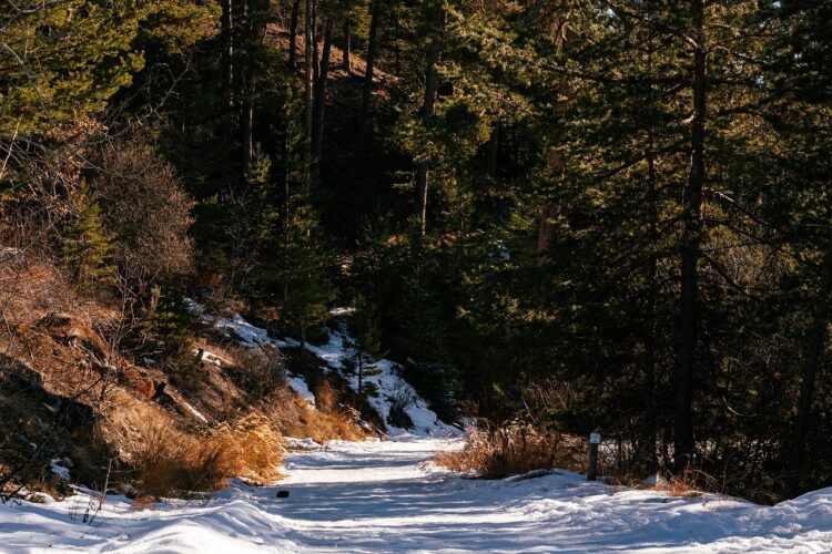 forest, snow, path, winter, nature, trees, landscape, snow-covered, outdoors, winter season, hiking, mountainous, alpine, hiking trail, tranquility, sunny, panorama, nature conservation, adventure