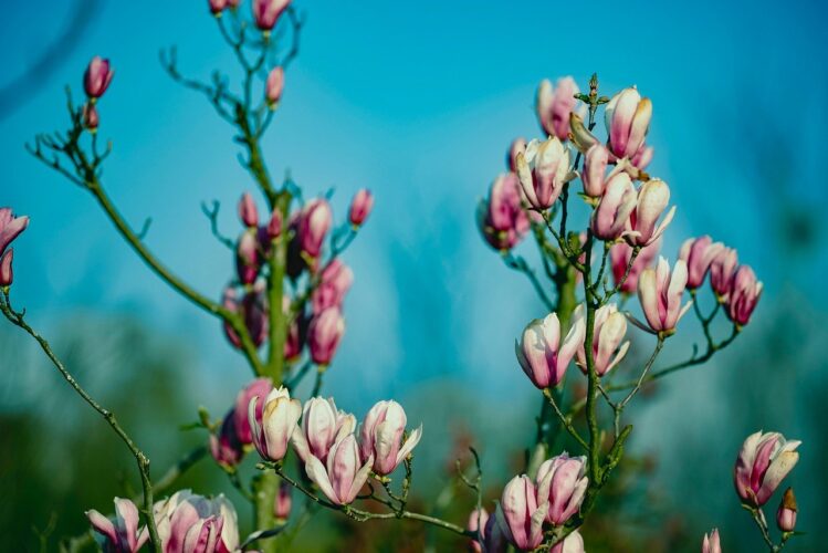 magnolia, flower, spring, nature, blue sky, blooming plants, flower wallpaper, pink blossoms, branches, bloom, romantic, beautiful flowers, clear sky, outdoor, sunny, close-up, japanese flower, garden, flower background, decorative, natural beauty, clear background