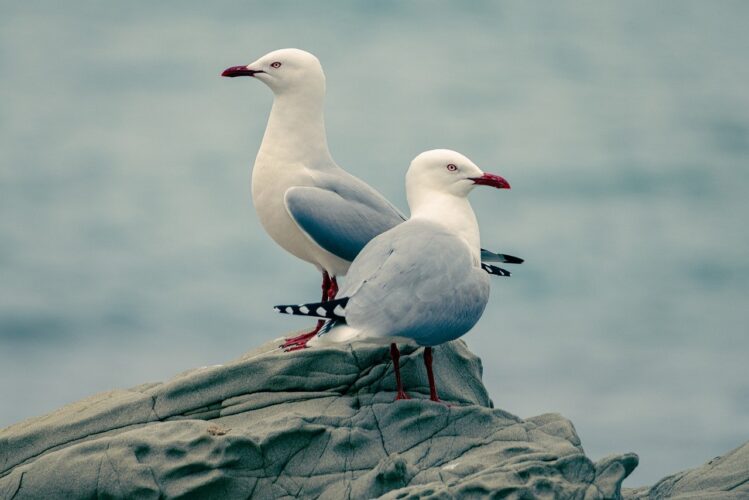 gulls, seagulls, seabirds, animal, nature, seagull, wildlife, beak, plumage, gull, feathers, birds, ocean, sea, puffin, coast, pair, real