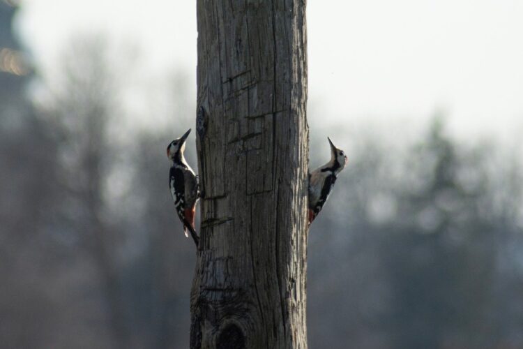woodpecker, tree, nature, bird, ornithology, birdlife, tree bark, beak, wild, nesting, pecker, song, wilderness, quiet environment, natural, particular, habitat, seasonal change, beauty, socioeconomic, event