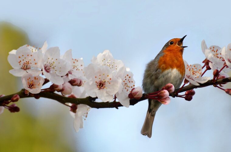 bird, robin, nature, songbird, wildlife, cherry blossoms, sakura, bloom, spring, cherry tree, ornamental cherry, blossoms, flowering branches, wild cherry, bird cherry, cherry blossom, blooming, nature background, nature wallpaper, hd wallpaper, beautiful nature, hd background, wild cherry blossom, bird cherry blossom