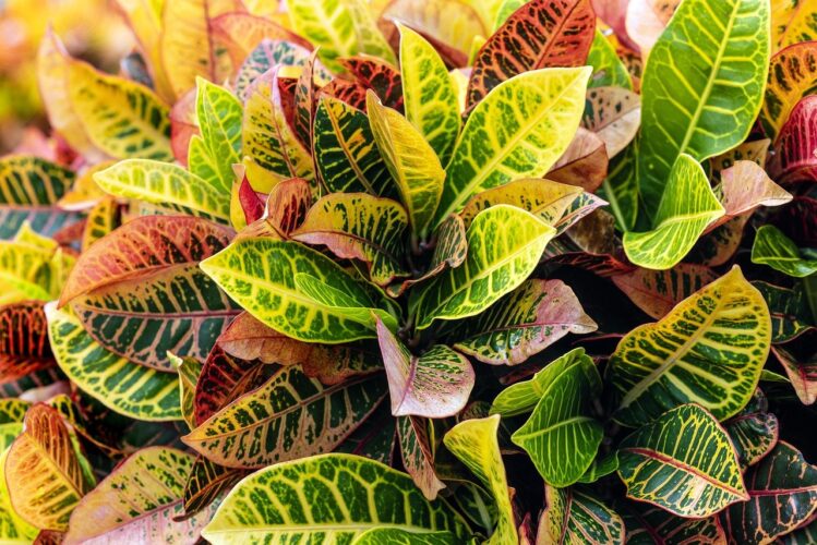 croton, leaves, plant, foliage, colorful, tropical, exotic, variegated, tropical leaves, tropical foliage