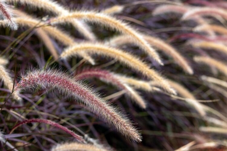 grass, fountain grass, purple fountain grass, garden, plant, purple, landscape, ornamental, decorative, grasses, grass flower, fluffy, bokeh