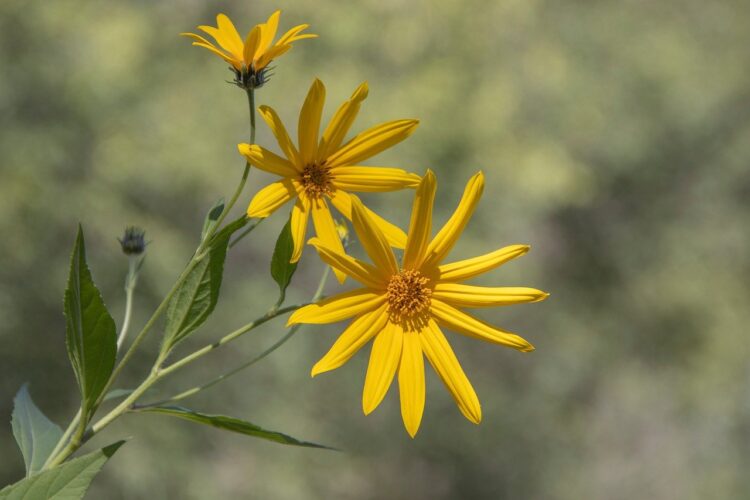 yellow flowers, garden, plant, blooming, botany, nature, flora, petals, sunflower, natural beauty, summer flowers, green leaves, flower, fresh, beauty, horticulture, wildflowers, perennial, floral pattern