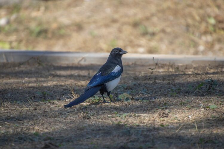 magpie, bird, wildlife, beak, feathers, ornithology, birdwatching, shadow, ground, black and white, environment, nature, foraging, protected area, natural habitat, single, stereotypical, loamy soil, exploring