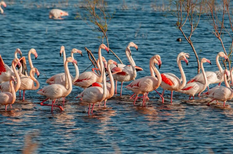 animal, birds, camargue, flamingos, flamingo group, flock, france, lake, natural habitat, nature, pattern, pink, water, wetland, wildlife