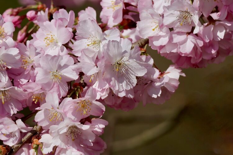 cherry tree, pink blossoms, petals, natural beauty, spring, flower garden, blooming, landscape, stamen, japanese cherry, twig, japanese garden, horticulture, botany, scientific, pink, nature, season, sunlight, prunus
