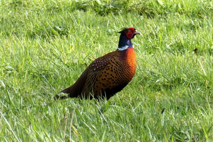 bird, pheasant, male, polder, meadow birds, nature, rural, countryside, long tail, colored, feathers, multicolored, colorful, plumage, spring