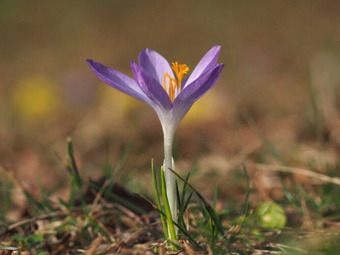 crocus, fairy crocus, nature, spring, spring flowers, close up, early bloomer
