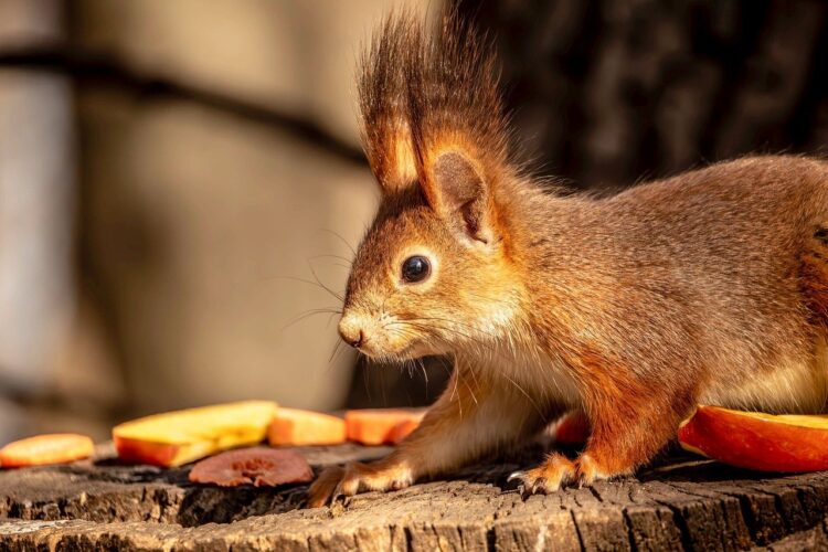 squirrel, nature, small mammal, portrait, cute, bushy tail, forest, on a branch, autumn, wildlife, auburn, food, apple slices, standing, cultural landscape, wood texture, close-up, rodent, animal portrait, outdoors