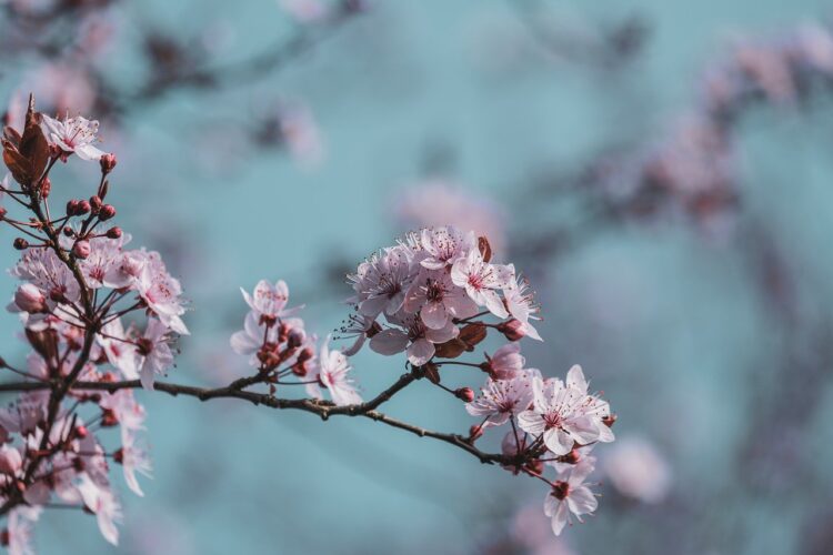 flower, spring, pink, tree, branch, blossom, sakura, sky, nature, leaf, romance, decorative, background, outdoor, view, sun, calm, soft, naturalness, color