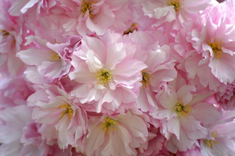 cherry blossoms, japanese cherry, sakura, bloom, spring, cherry tree, nature, east asian cherry, japanese cherry blossoms, flower, japanese cherry blossom, ornamental cherry, oriental cherry, honeysuckle, garden, blossoms, roses, rosaceae, flowering branches