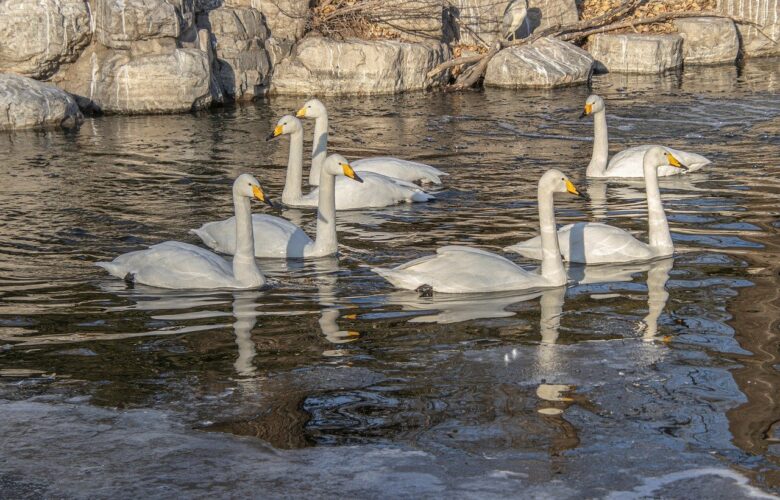 swans, winter, water, ornithology, feathers, landscape, fauna, nature, slate, flock, animals, yellow, beaks, ice, river, glacier, reflection, duck, cloud, beak