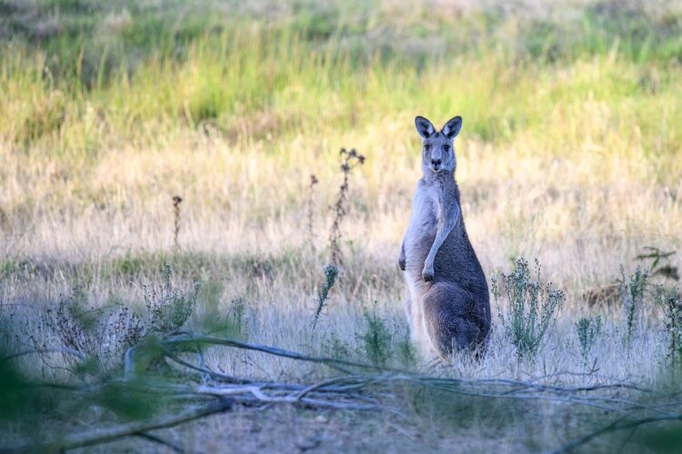 eastern grey kangaroo, kangaroo, macropus giganteus, wildlife, nature, marsupial, mammal, herbivore, australian bush, australian, beautiful scenery, wild, fauna, wildlife photography, australia, savanna, remote life, animal behavior, daylight
