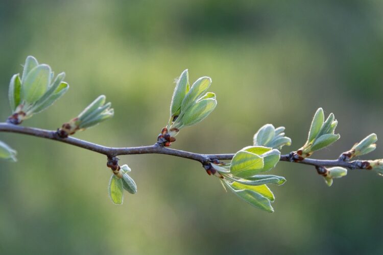 spring, branch, leaves, nature, leafy branch, close-up, green, botany, shoot, botanical, fresh shoots, ecology, macro photography, plant, garden, biology, oxygen production, natural environment, bokeh