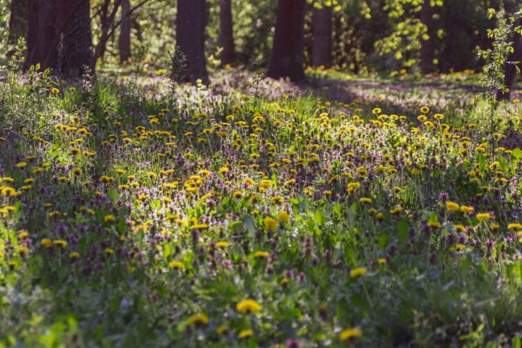 spring landscape, fresh grass, glowing sun rays, forest crossroads, tree shadows, meadow flowers, wild nature, spring blooms, natural light, summer atmosphere, forest environment, plant diversity, meadow, afternoon light, quiet forest, natural beauty, enchanting scenery, countryside scenery, impressive landscape, sunny meadow, vibrant yellow flowers