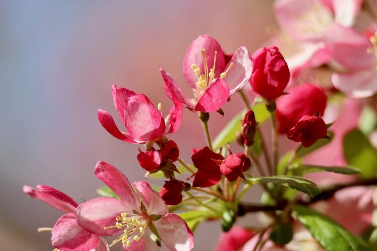 apple blossom, pink flowers, spring, macro photography, nature, garden, apple tree, blurred background, branch, spring blossom, botany, soft focus, petals, floristry, morning, freshness, plant, rural, blooming