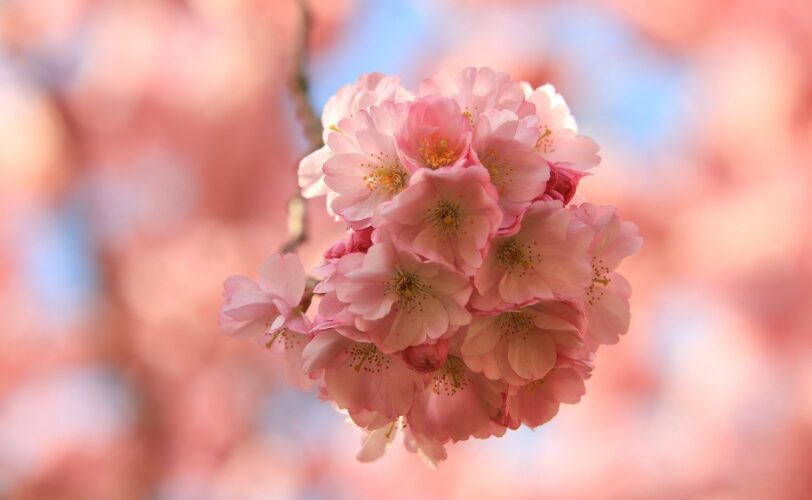 cherry blossom, mac wallpaper, beautiful flowers, flower wallpaper, pink, floral background, blooming, wallpaper 4k, full hd wallpaper, spring, windows wallpaper, color, free wallpaper, 4k wallpaper, laptop wallpaper, nature, 4k wallpaper 1920x1080, branch, pastel colors, beautiful wallpaper, background, soft lighting, macro photography, hd wallpaper, close-up, flower, free background, desktop backgrounds, japanese style, decorative, vibrant color, flower background, lighting, outdoor, wallpaper hd, cool backgrounds, beauty, at home