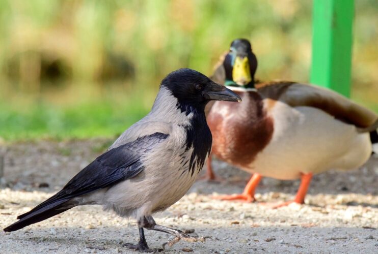 crow, duck, bird, nature, ornithology, park, gray, mallard, wildlife, ground, summer, feather, zoo, pathway, grassy, close-up, beak, black