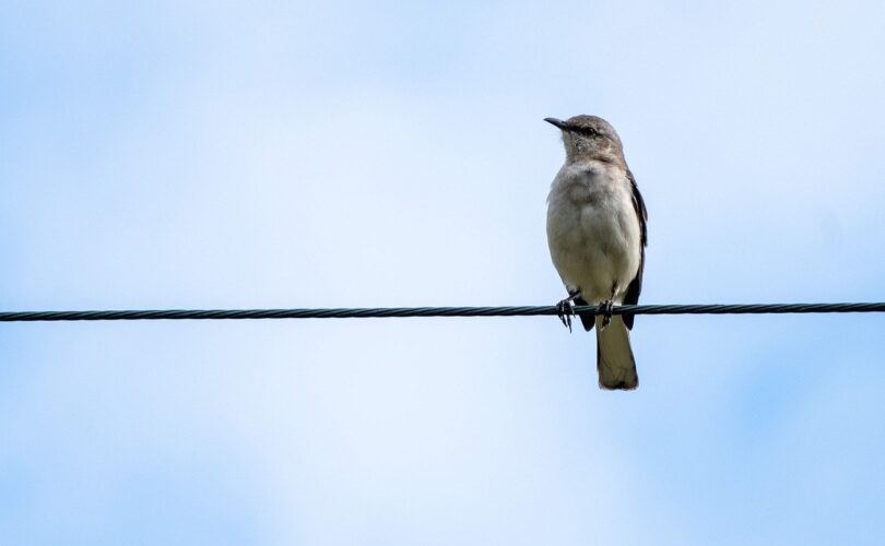 bird, blue sky, wire, sky, nature, cloudy, full hd wallpaper, ornithology, wild, mac wallpaper, songbird call, background, 4k wallpaper 1920x1080, spring, desktop backgrounds, 4k wallpaper, wallpaper 4k, sky background, free wallpaper, windows wallpaper, wallpaper hd, solitary, free background, singing, perspective, cool backgrounds, outdoors, laptop wallpaper, hd wallpaper, daylight, blue, beautiful wallpaper, bird flight