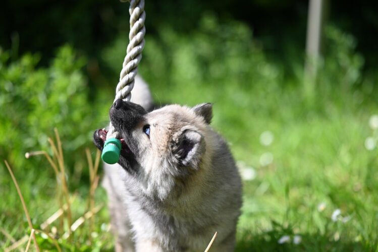 puppy, eurasier, dog, play, rope, outdoors, grass, fun, cub, animal portrait, front view, teeth, toy, white, meadow, happy, puppy dog, nature, gaming, stick