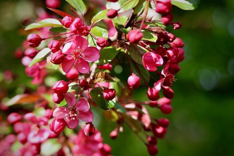 apple blossom, red blossoms, twig, spring blossom, green leaves, macro photography, nature, tree branch, background blur, flower detail, red buds, natural beauty, botany, apple tree, garden, vibrant color, garden plant, background, summer vibe