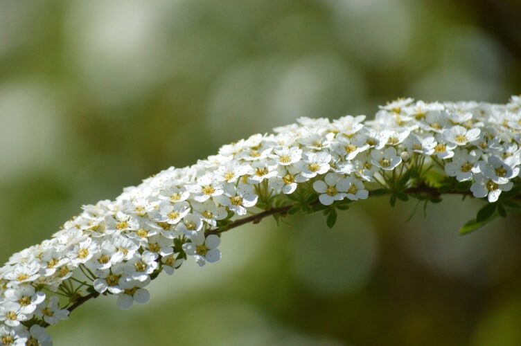 flowers, spiraea, white blossoms, spring, nature, shrub, garden, botany, bloom, white beauty, rural, ecology, flora, green leaves, ornamental shrub, flowering shrub, low maintenance, outdoor decor, spring atmosphere