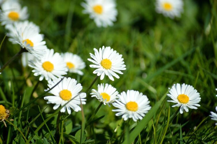 daisy, grass, nature, spring, mac wallpaper, flower, garden, white, wallpaper, cool backgrounds, flower background, wallpaper 4k, springtime, bees, beautiful nature, free wallpaper, yellow, floral background, 4k wallpaper 1920x1080, free background, windows wallpaper, nature background, flower wallpaper, 4k wallpaper, botany, blooming, laptop wallpaper, full hd wallpaper, wallpaper hd, wide-angle, aesthetic, cozy, aesthetic wallpaper, nature wallpaper, desktop backgrounds, beautiful wallpaper, fresh, farm, beautiful flowers, hd wallpaper, idyllic