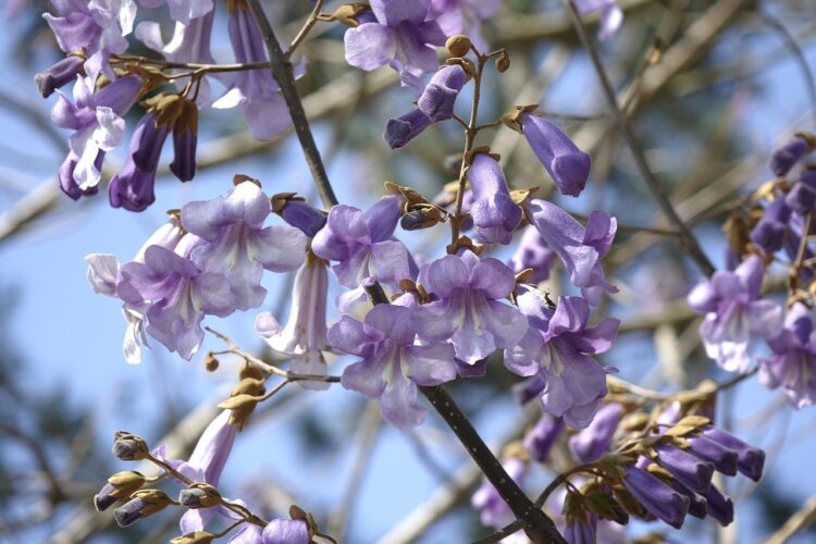 purple flowers, tree, nature, princess tree, paulownia, blossom, spring flowers, purple, branches, blooming season, blue-purple, deciduous, spring, natural beauty, flower, sky blue, petal, light, countryside, background