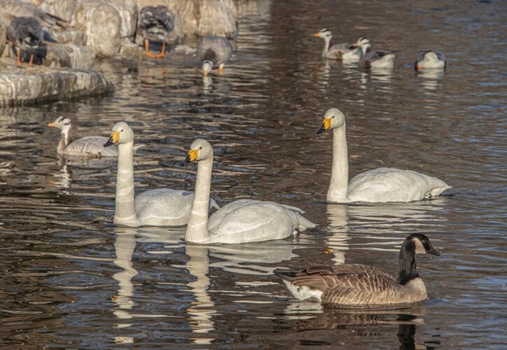 swans, birds, waterbirds, waterfowls, white swans, water, feathers, ornithology, swim, animals, goose, pond, natural environment, flock, wildlife, body of water, reflection, reeds, migrating birds