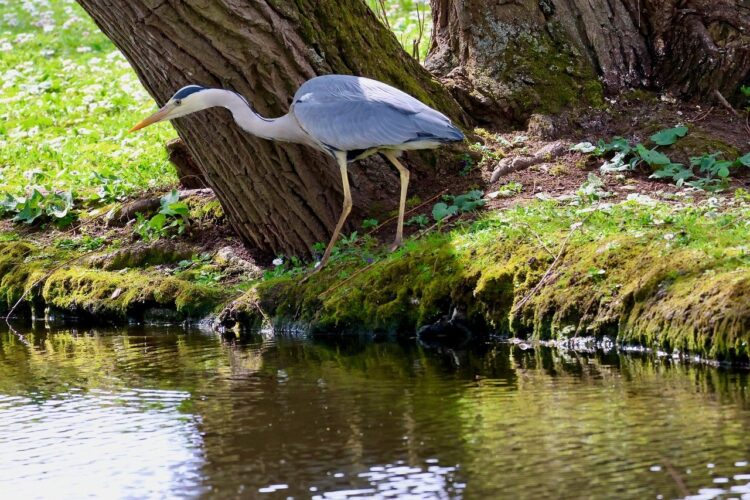 heron, pond, hunting, nature, animal, bird, blue, green, branches, fishing, camouflage, wildlife, wing, entry, shore, curve, grass, bark, solitary