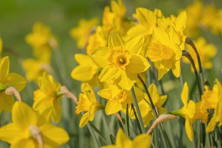 daffodil, yellow color, flower background, flower, spring, garden, nature, beauty, growth, scent, beautiful flowers, field, bloom, landscape, fresh, bright, positive, bright yellow, june, bulb, light, tenderness, flower wallpaper, purity