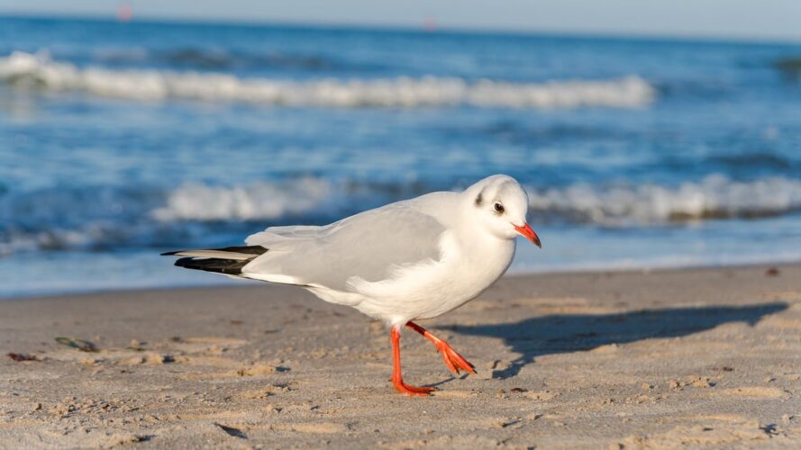 seagull, beach, sea, sand, coast, water, birdlife, nature, sun, freedom, summertime, walking, relaxation, outdoor, peace, wings, simplicity, aspect, silence