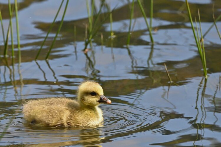 chick, pond, waterfowl, natural, greylag goose, feather, yellow, gosling, wildlife, reflection, water, birdwatching, bird chick, nature, swim, grass, natural habitat, flora and fauna, calm, young bird, autumn