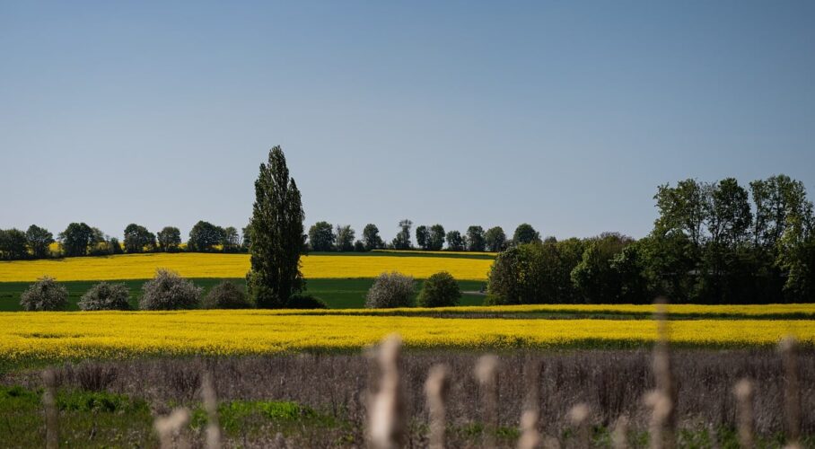landscape, spring, summer, flower wallpaper, rapeseed field, trees, yellow, flowers, blue sky, agriculture, natural landscape, rural, clarity, happiness, sunlight, flower background, beautiful flowers, peaceful, sun, horizon, fresh, clean air, nature, botany