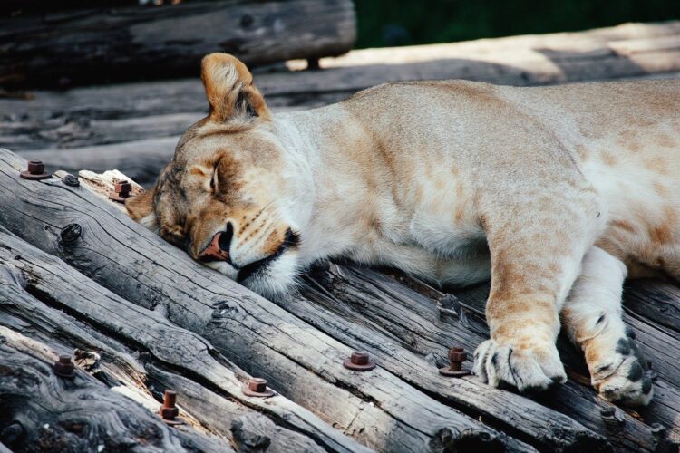 sleeping lion, wood, nature, animal, wild, safari, mammals, expression, rest, muzzle, creature, relax, pet, wilderness, cat, lazing, dreaming, happiness, comfort, among