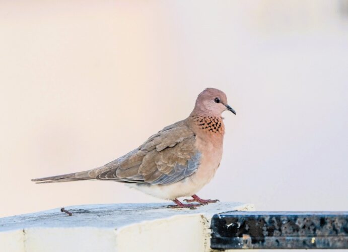 dove, bird, nature, wildlife, peaceful, symbol, love, freedom, feathers, wings, pigeon, plumage, animal, balcony, urban, calm, solitude, birdwatching, serenity