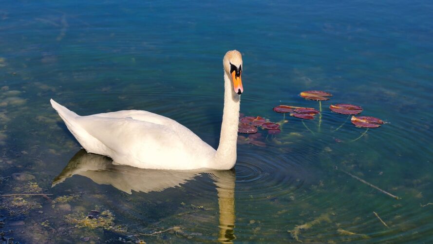 swan, lake, waterbird, feathers, swimming, reflection, white feathers, water lily, animal, ecosystem, wings, blue, aquatic plant, white, pond, peaceful environment, soothing, bird, nature, water oasis
