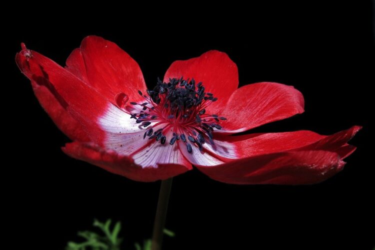 anemone, red, flower, flower wallpaper, petals, spring, close-up, black background, botany, fragile, beautiful flowers, nature, beauty, flower details, shadow, isolated, art, flower background, environment, garden, macro, simplicity, lighting