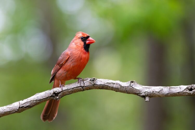cardinal, red, branch, bird, feather, forest, nature, perched, natural habitat, fauna, ornithology, animal, wild, beak, colorful, perched bird, wildlife, small bird, biology