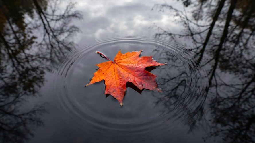 leaf, macro, autumn, reflection, water, pond, nature, orange, red, forest, detail, calm, botanical, close-up, still, moody, melancholy, ripples in water, cultural, season