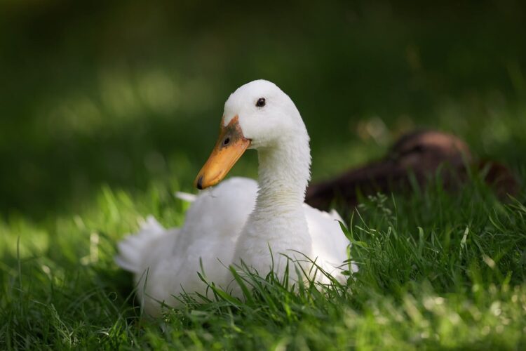 indian runner duck, white duck, bird, waterfowl, animal, nature, outdoors, green grass, calm, peace, beauty, feathered, meadow, resting, summer, spring, serene, fields, farming, wild