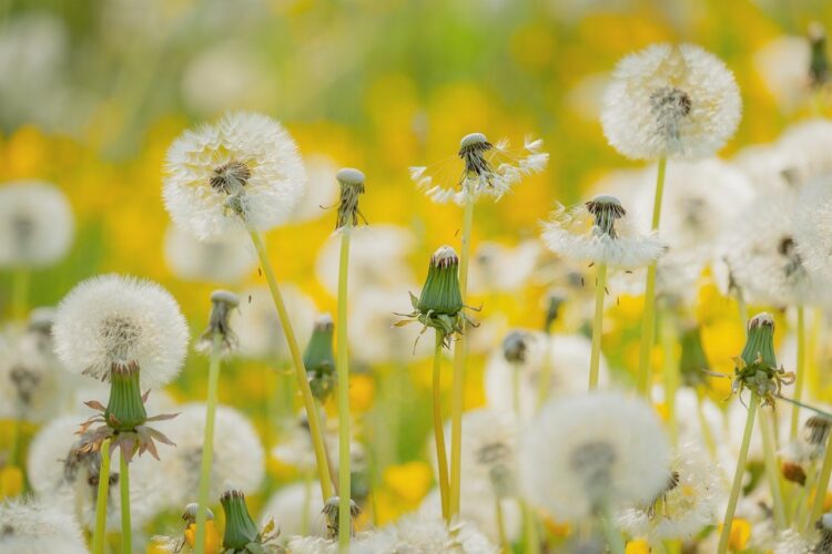 dandelion, seed, meadow, white, nature, macro, full hd wallpaper, spring, blurred, mac wallpaper, free background, background, 4k wallpaper 1920x1080, natural light, free wallpaper, fluff, laptop wallpaper, wild, wallpaper 4k, desktop backgrounds, variety, flora, hd wallpaper, plain, ecology, beautiful wallpaper, windows wallpaper, cool backgrounds, rich, 4k wallpaper, decline, wallpaper hd, landscape
