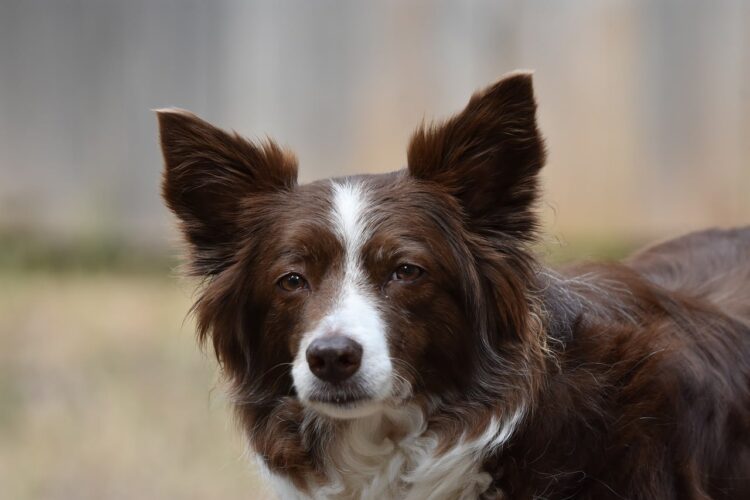 border collie, dog, animal, pet, nature, portrait, adorable, chocolate and white color, outdoors, sheltie, mammal, collie, domestic, fur, four-legged, loyal, thick fur, cold weather, tame