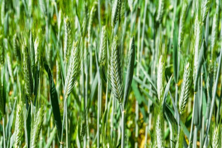 rye field, grain, agriculture, harvest, crop, blades of grass, rural, green, nature, summer, agricultural landscape, ears, sunny day, environment, traditional farming, biotope, ambience, crop cultivation, peaceful scene, leaf
