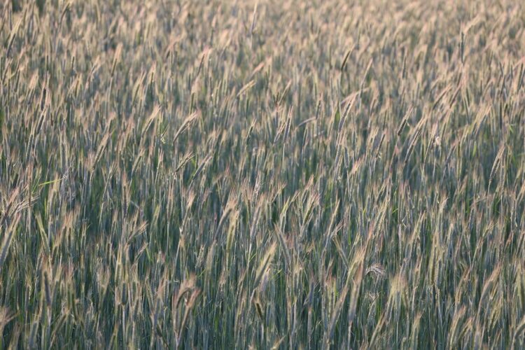 field, laptop wallpaper, 4k wallpaper 1920x1080, nature, agriculture, wallpaper 4k, ears of corn, rye, grain, beautiful wallpaper, crop, hd wallpaper, spring, background, texture, rural, free wallpaper, biomass, fresh, green, mac wallpaper, harvest, ecological, 4k wallpaper, free background, soil, wallpaper hd, desktop backgrounds, cereal, full hd wallpaper, agricultural landscape, farm, cool backgrounds, windows wallpaper, pastel