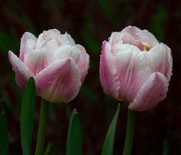 tulip, flower, pink, morning dew, petals, beautiful flowers, two, flower background, pairing, love, romantic, nature, outdoor, spring, wet, flower wallpaper, beauty, photography, delicate, freshly watered, decorative, calm, refreshing