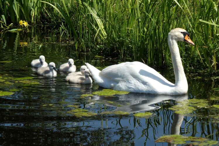 swans, swan cygnets, family, parental care, nature, wilderness, water birds, swimming, river, lily, smooth, calm, green, blooming, spring, water surface, circle, row, protection, nature care