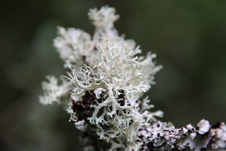 lichen, moss, structure, branch, nature, white, macro, detail, ecology, survival, green thumb, texture, decorative, natural science, biodiversity, underwood, drought-tolerant, grounded, delicate