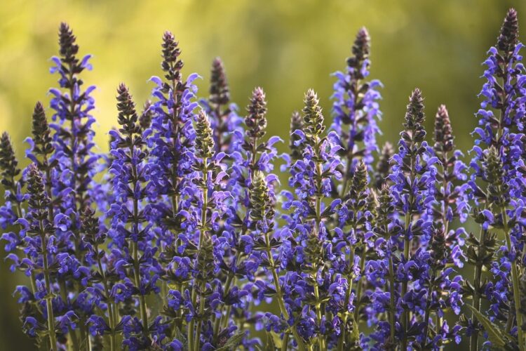 blue flower, flower wallpaper, lavender, flower, garden, nature, attractive, color, blooming, field, summer, fragrance, herbal, purple, aesthetic, plant, blossoms, botanical, flower background, decorative, outdoor, beautiful flowers, plant life
